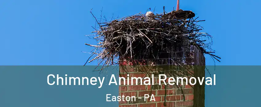 Chimney Animal Removal Easton - PA