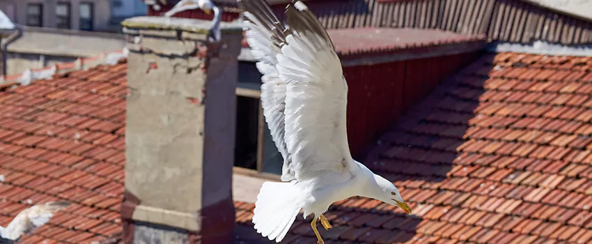 Residential Chimney Animal Removal Solution in Easton, PA