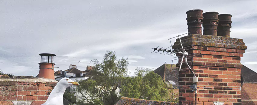 Chimney Cleaning And Restoration in Easton, Pennsylvania